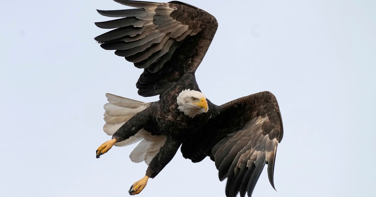 WA man pleads not guilty to killing thousands of birds in Montana