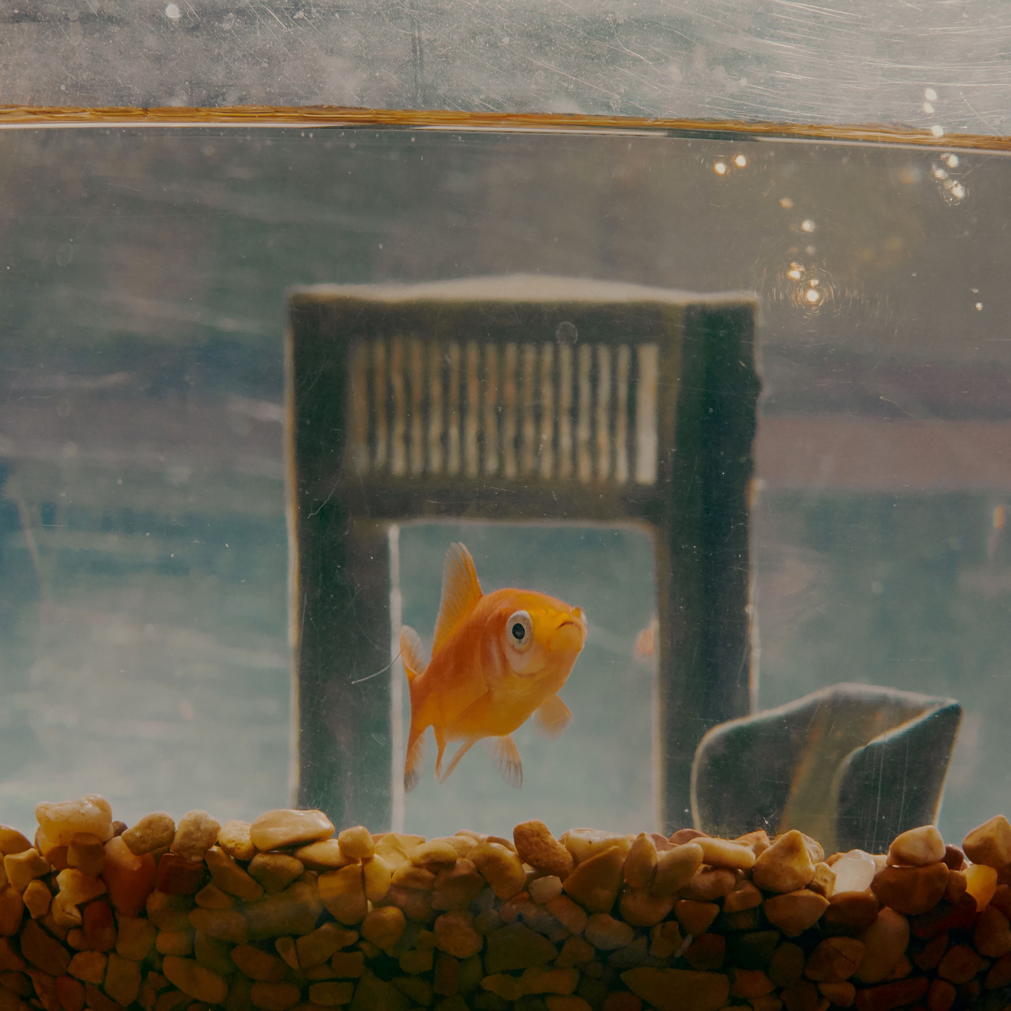 Big hotsell goldfish tank