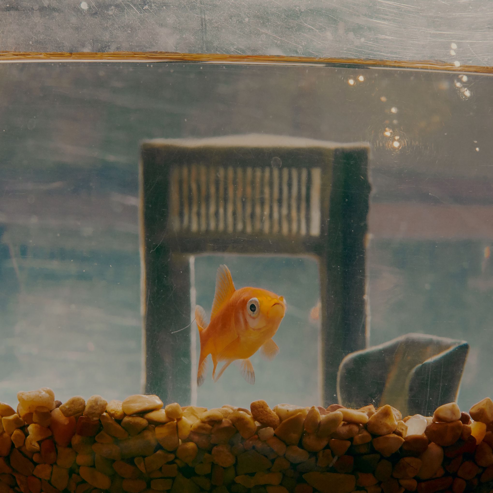 Once They Were Pets. Now Giant Goldfish Are Menacing the Great