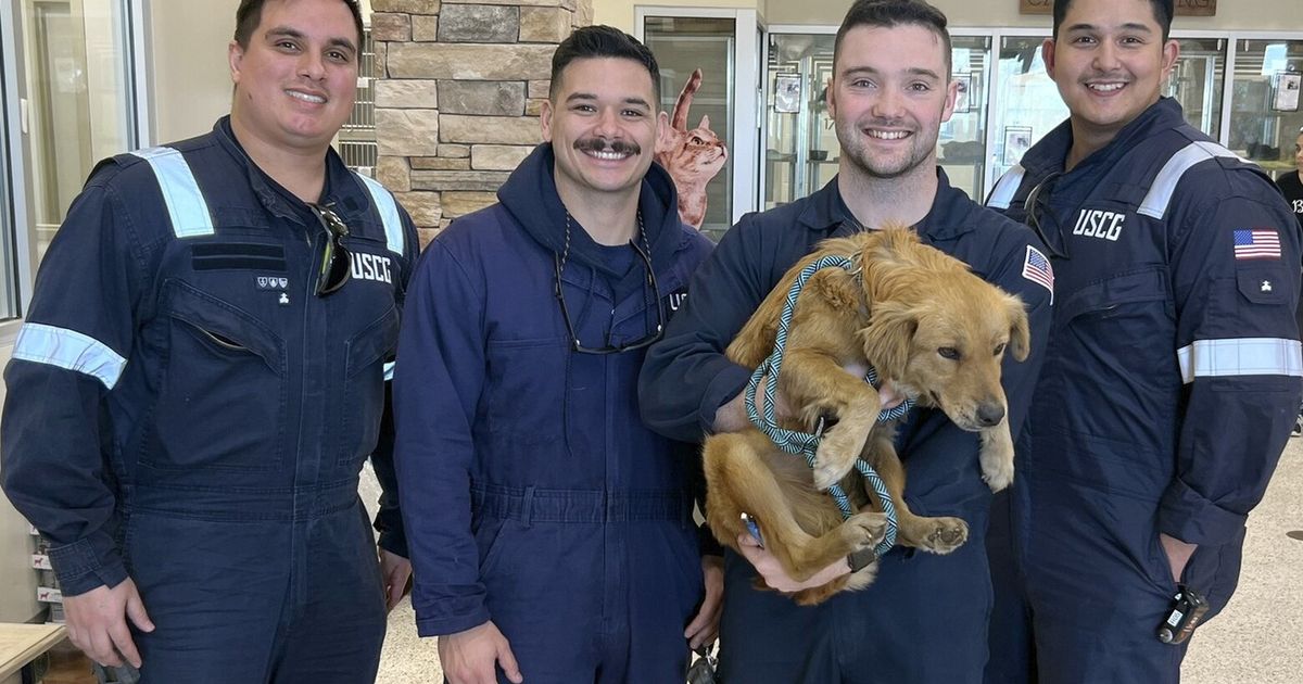Dog rescued after more than a week trapped inside shipping container in ...