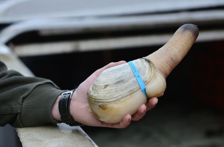 Razor clams, geoducks battle to be WA's top clam