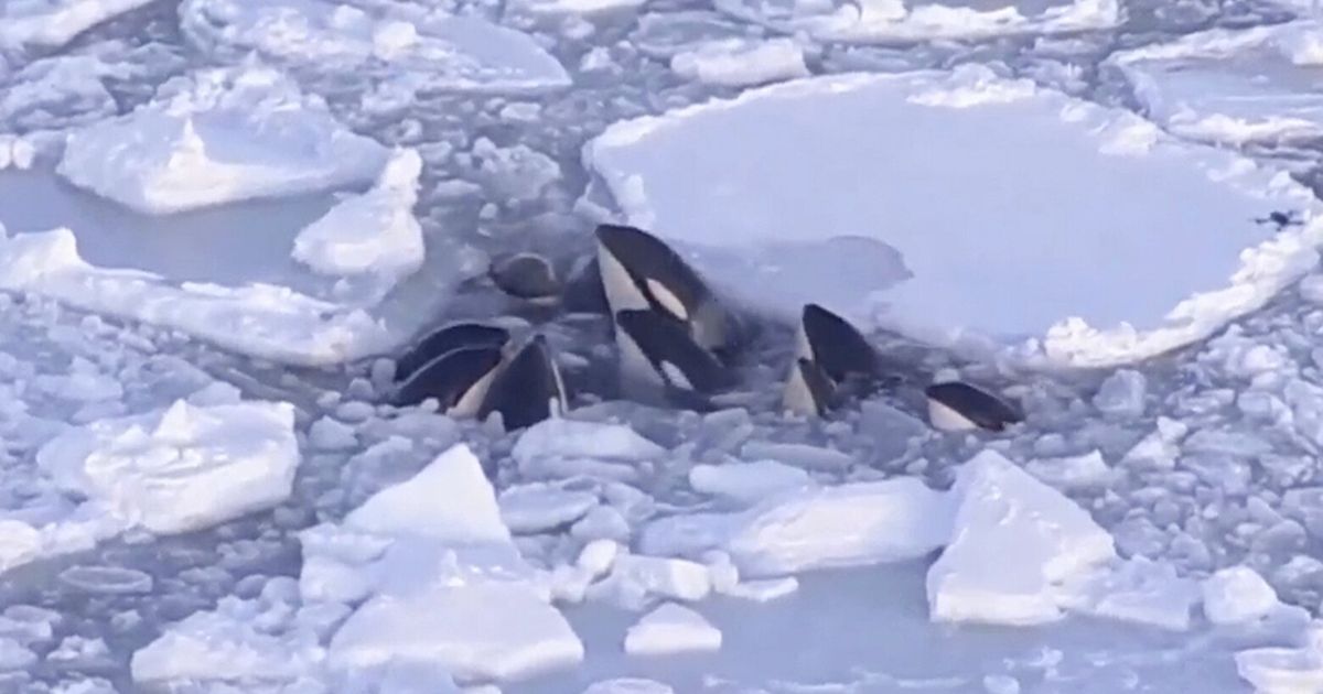 A pod of killer whales trapped in drift ice off northern Japan has ...