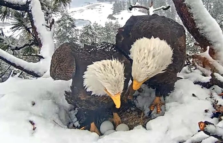 Live: Hatch watch is underway at a California bald eagle nest monitored