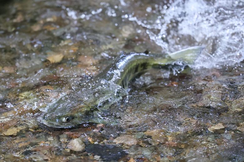 Removing WA salmon barriers surges to $1M a day, but results are murky