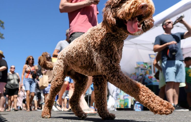 Seattle Times Classifieds Dogs