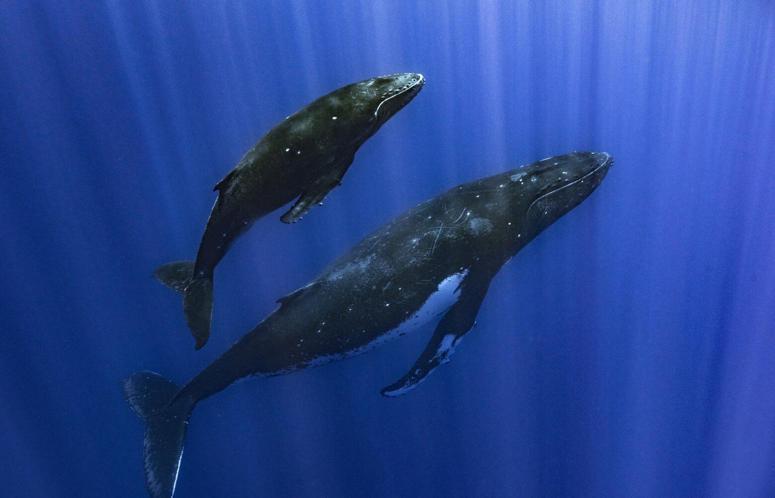 How Do Whales Sing? Lab Experiments Suggest Their Voice Boxes Have A ...