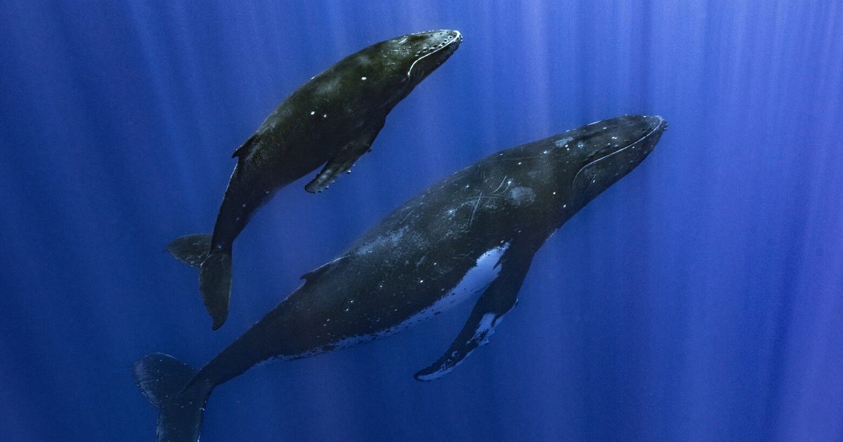 How do whales sing? Lab experiments suggest their voice boxes have a unique feature - The Seattle Ti