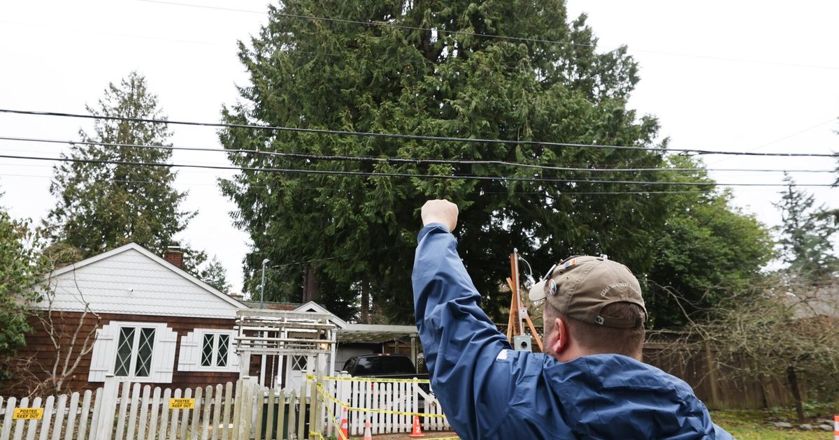 活动家们希望拯救韦奇伍德雪松，并改变西雅图的树木监管