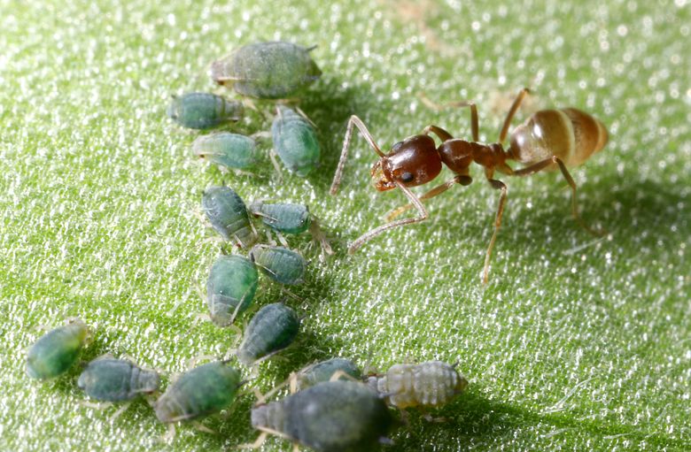 combo plant Money Plant combo South Africa – i-go-eco main image 0