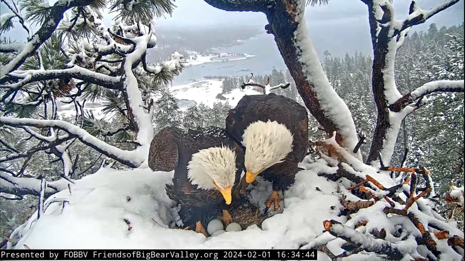 Bald eagle Jackie spent 62 hours straight protecting her eggs. Next up: Pip  watch | The Seattle Times