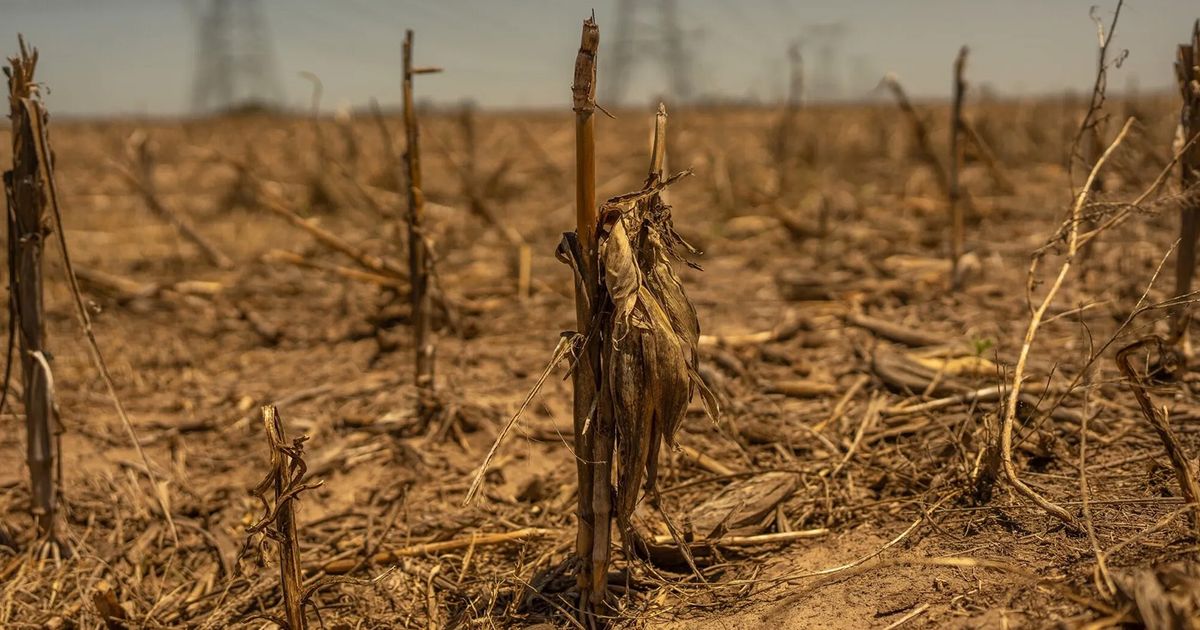 The world is quietly losing the land it needs to feed itself | Analysis