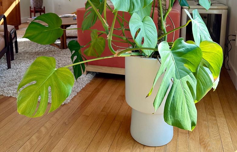 Kristin Luna The Seattle Times kristin-luna-the-seattle-times