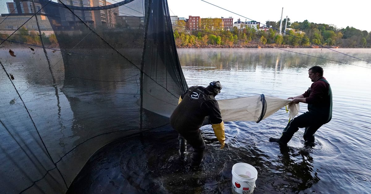 Fishing regulators say no to catching more of most valuable species