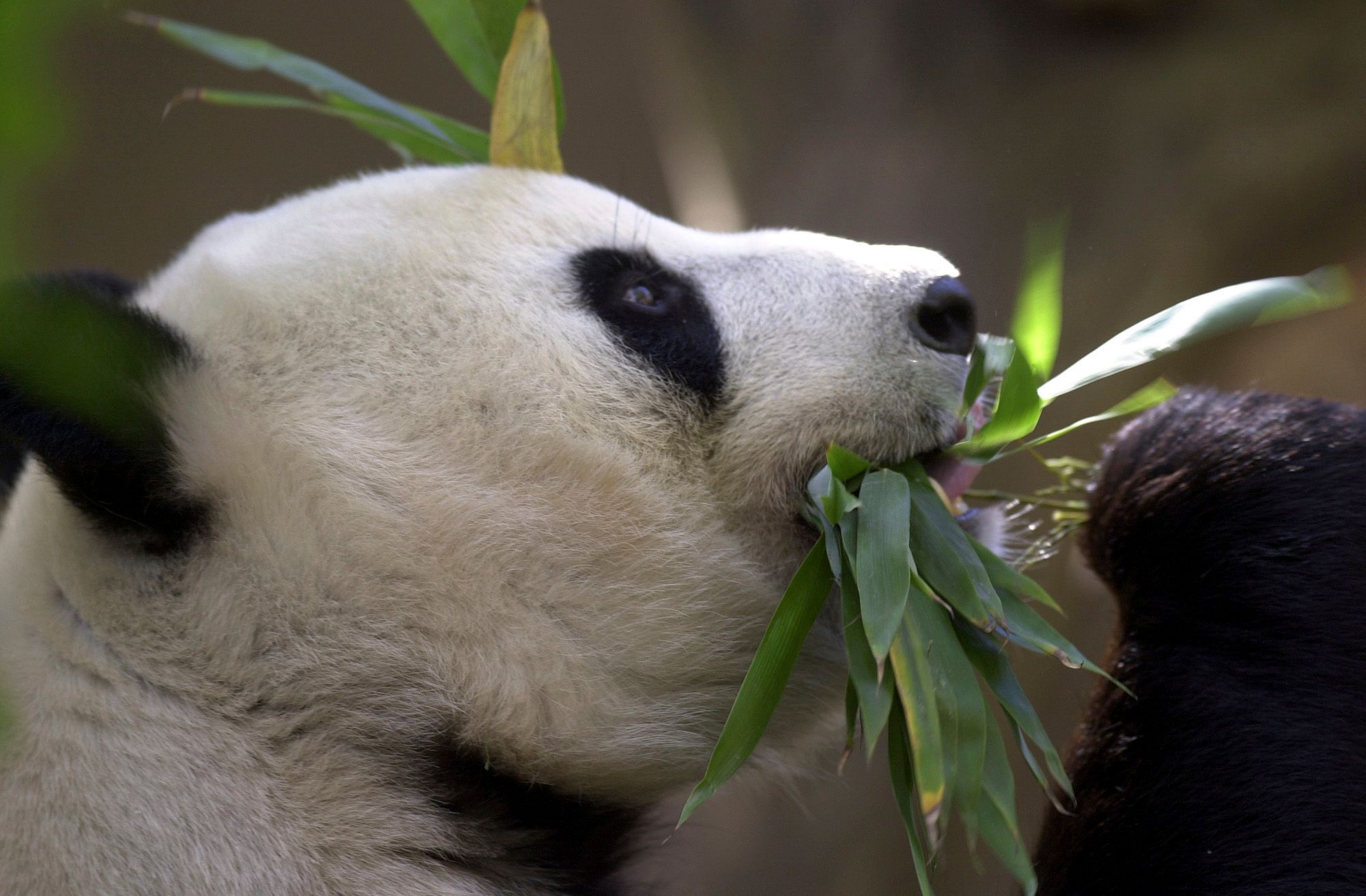 Black and white and adored all over. China pledges pair of pandas