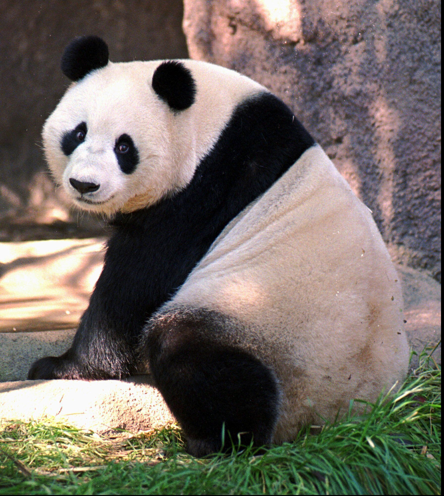 ★ PANDA様 確認用 ★ See new photos of pandas from China at San Diego Zoo - ABC News