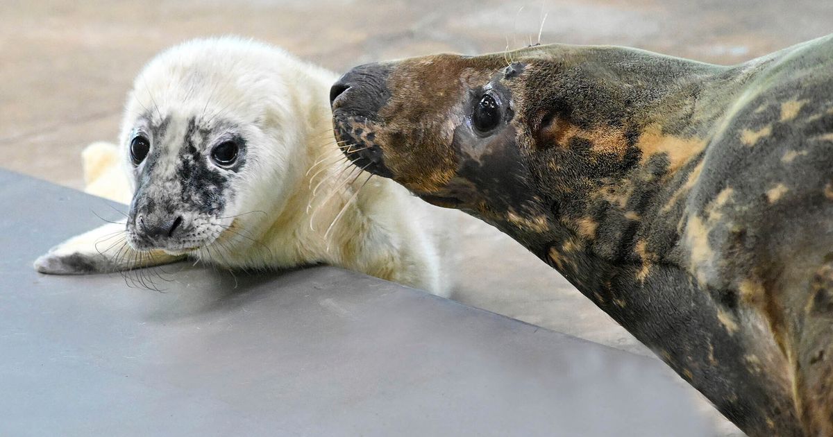 Blind seal gives birth and nurtures the pup at an Illinois zoo | The ...