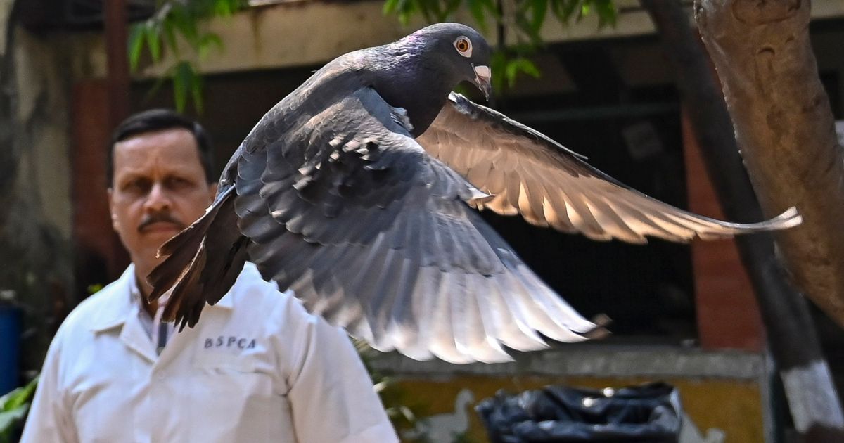 Indian police clear a suspected Chinese spy pigeon after 8 months in bird lockup