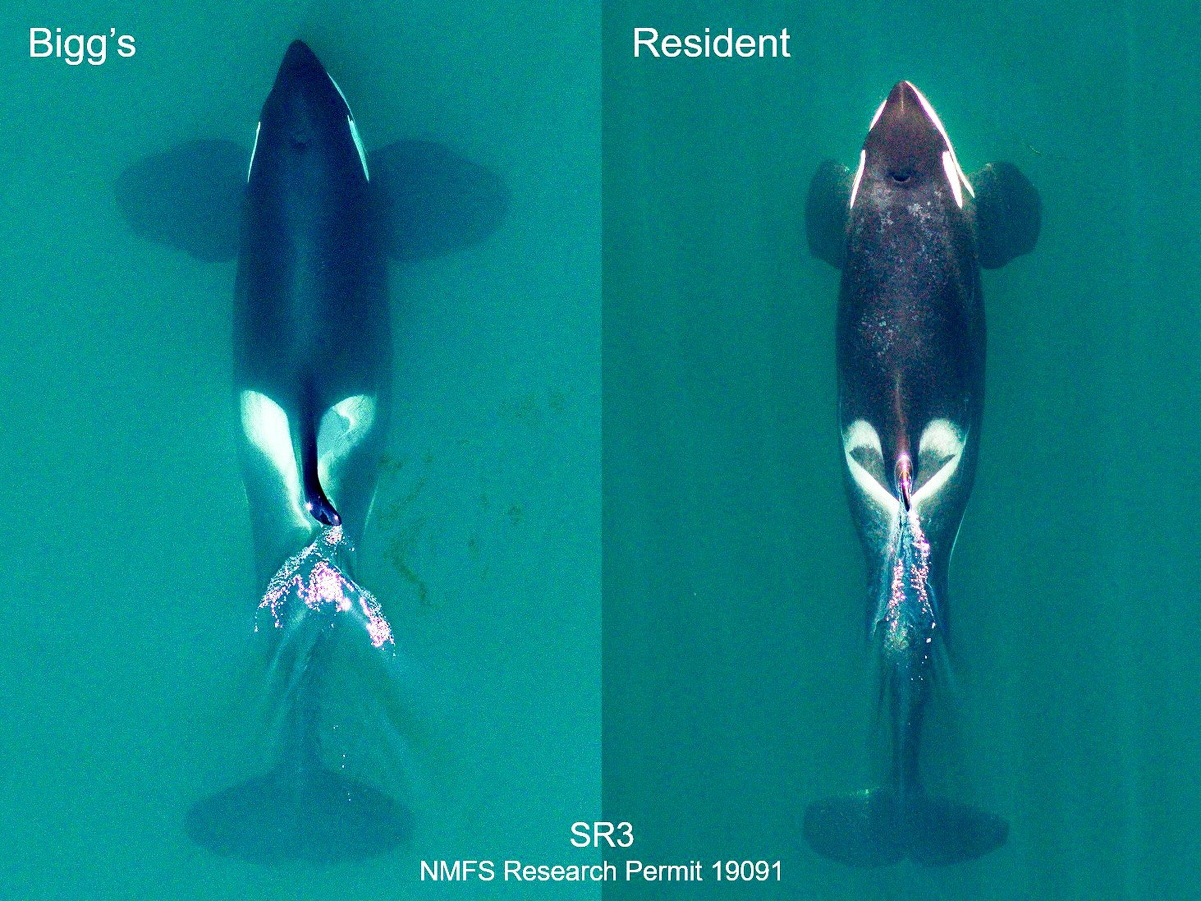 These Puget Sound orcas could be designated as distinct species