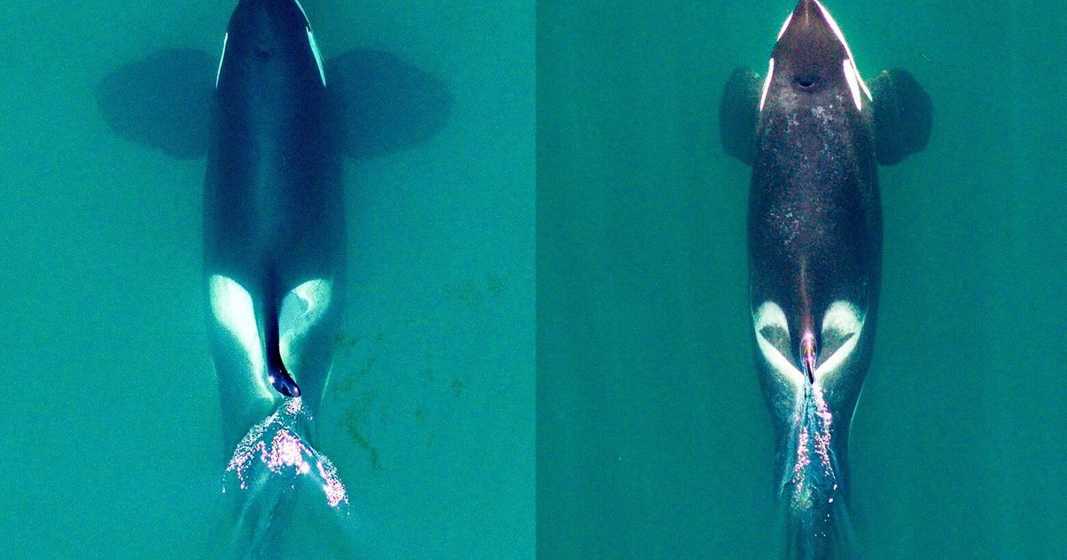 These Puget Sound orcas could be designated as distinct species