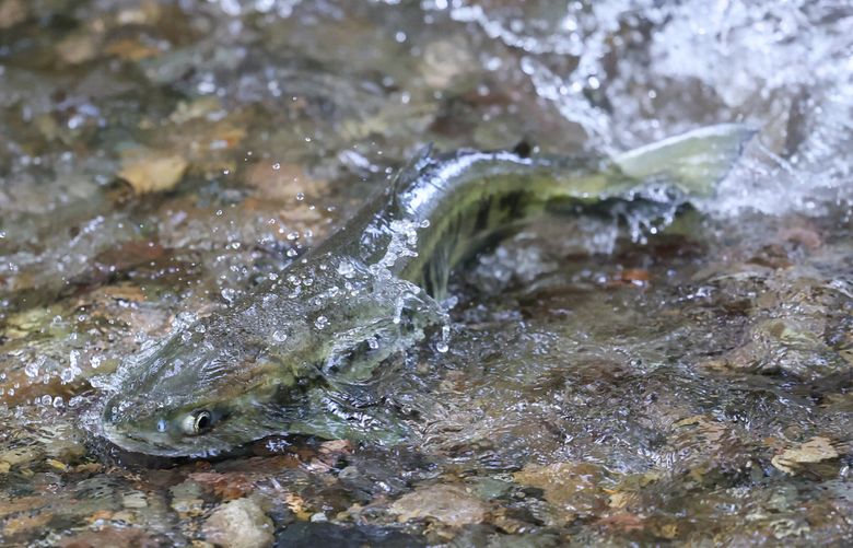 Chum swim up Twanoh Creek looking for spawning grounds Friday morning in Skokomish, Washington on November 3, 2023. 225270 (Kevin Clark / The Seattle Times)