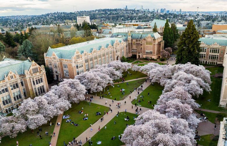 Visitors come from all over to see the cherry blossoms adorning the Quad at the University of Washington campus on April 4, 2023. 
—-
Flying the drone over the Quad is a stressful experience, visitors from all of the world come to Seattle and visit the cherry blossoms at UW. With the visitors also means there is a  large amount of hobby photographers. Just to get this image, I had to make sure that I was dodging several other drones that were getting aerials of this beautiful architecture and nature. Overall, I tried to keep my flight short and make sure that I was in view of my drone so I could keep it out of harms way.