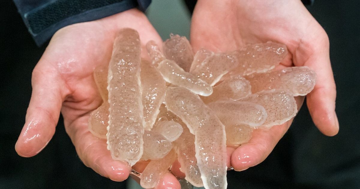 Blobby creatures washed up on West Coast beaches during marine warming, sucking up energy