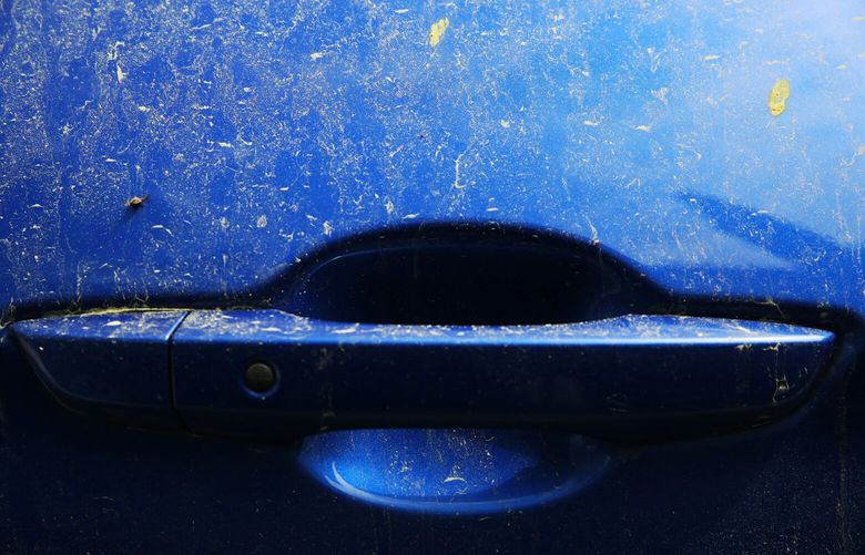 Pine pollen gathers on a car door handle on Monday, March 30, 2020, in Dunwoody, Ga. (AP Photo/Brynn Anderson)