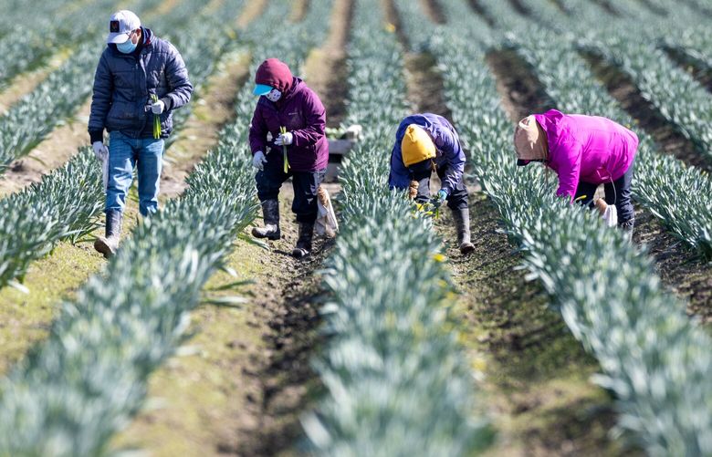 Farm workers pick daffodils in a field just off Best Road in Skagit County Friday, March 15, 2024 near Mount Vernon, WA. 226367