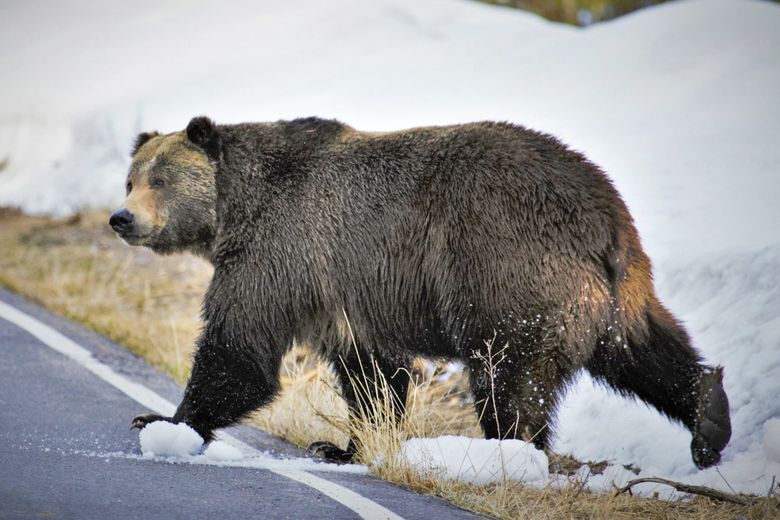 Feds want grizzly bears back in the North Cascades