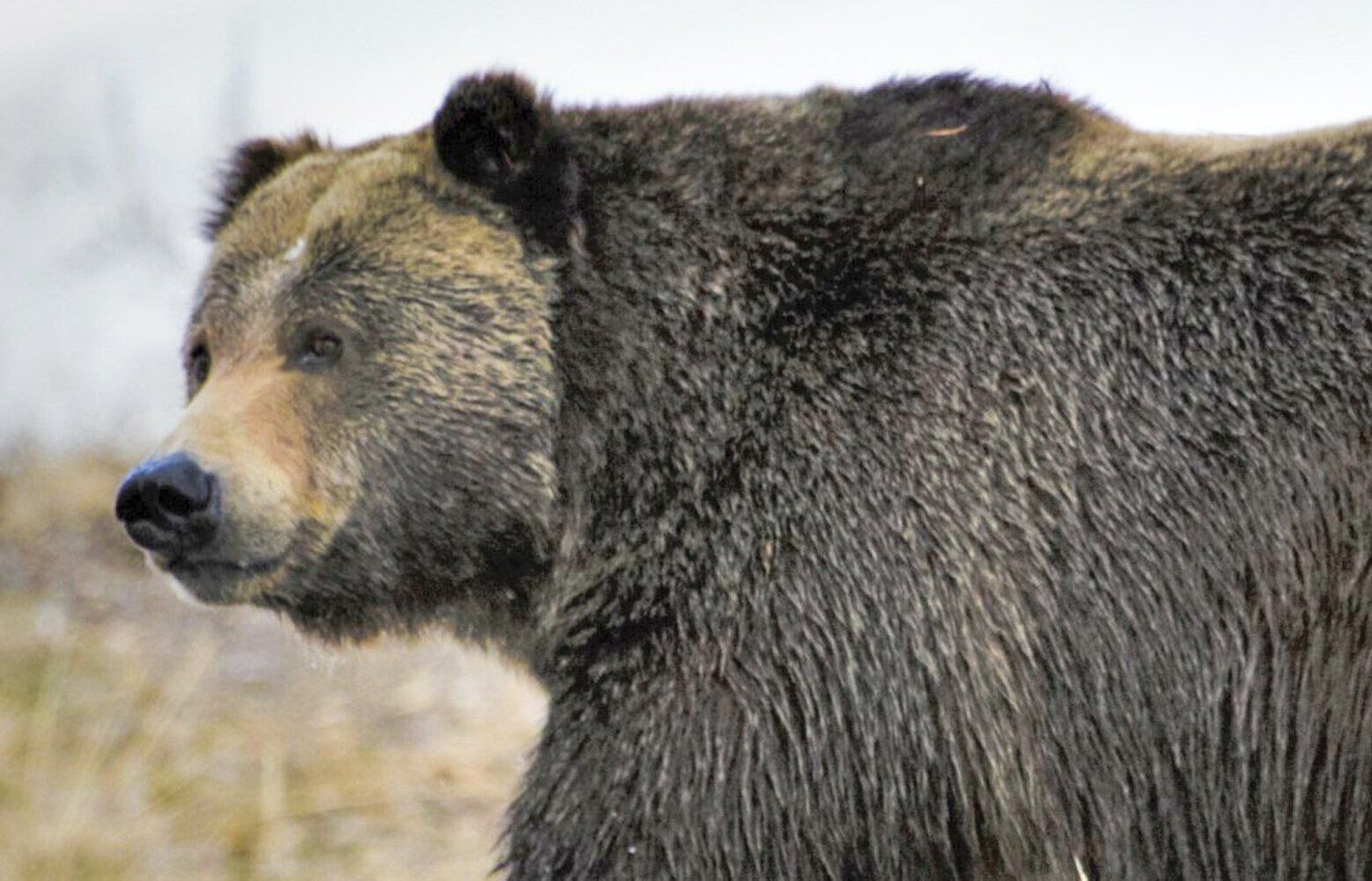 Feds Want Grizzly Bears Back In The North Cascades | The Seattle Times