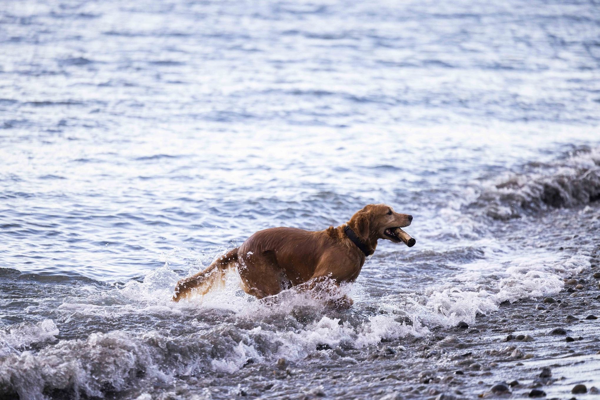 are golden retrievers water dogs