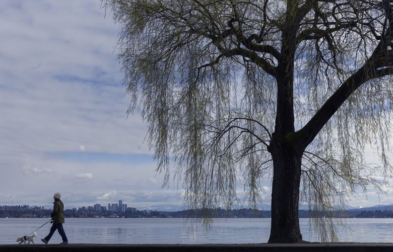 Under sunny skies, a woman walks her dog along a path near Madrona Park in Seattle Wednesday, March 6, 2024.  The Bellevue skyline can be seen in the background.  Sunny skies are predicted for Thursday and rain is expected to return Friday through next Monday. 226345