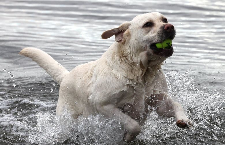 A Rescue Dog Saved Him From Addiction - The New York Times