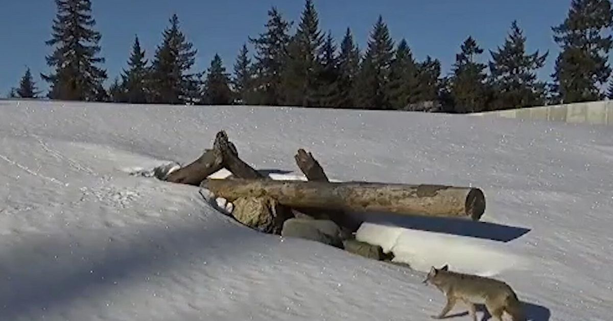 Cascade critter crossings: How I-90 became safer for wildlife, drivers