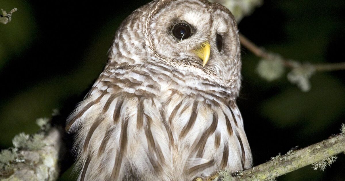 Animal advocacy, wildlife groups oppose plan to shoot barred owls