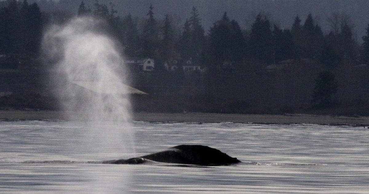 New count of gray whales along West Coast suggests rebound