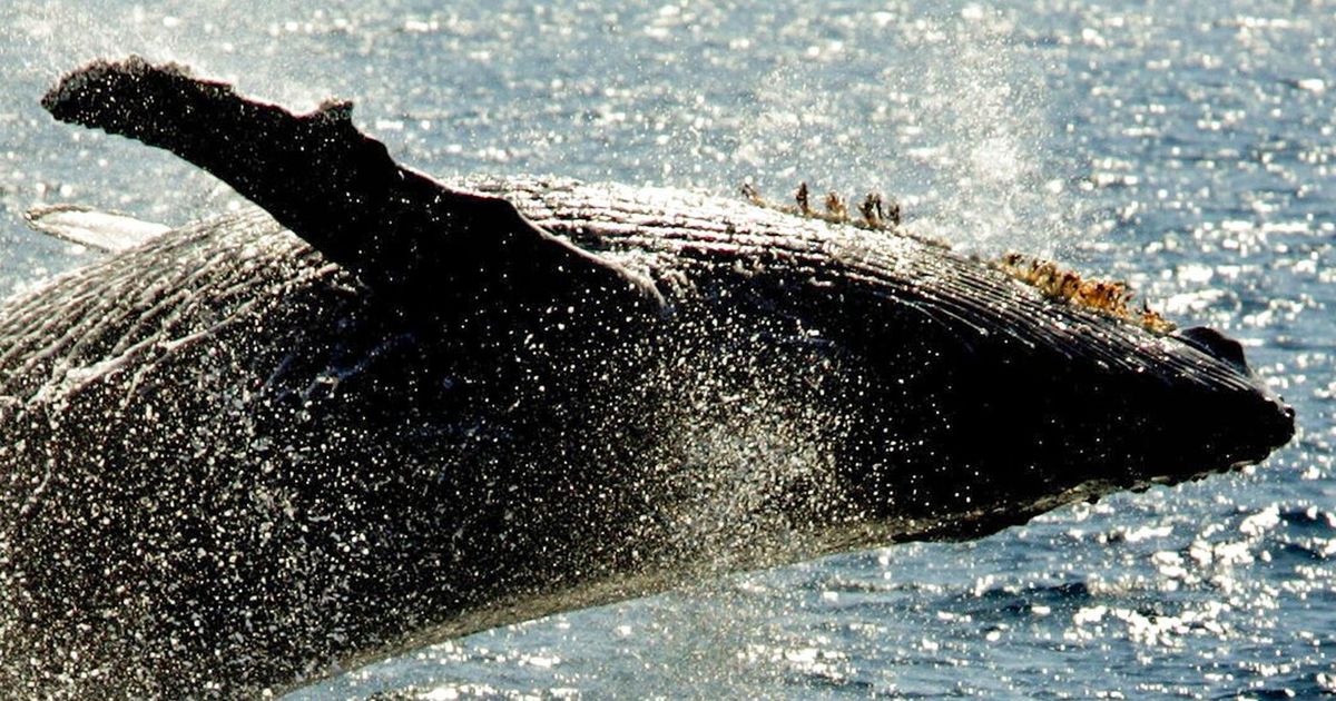 In move to protect whales, Polynesian Indigenous groups give them ‘personhood’