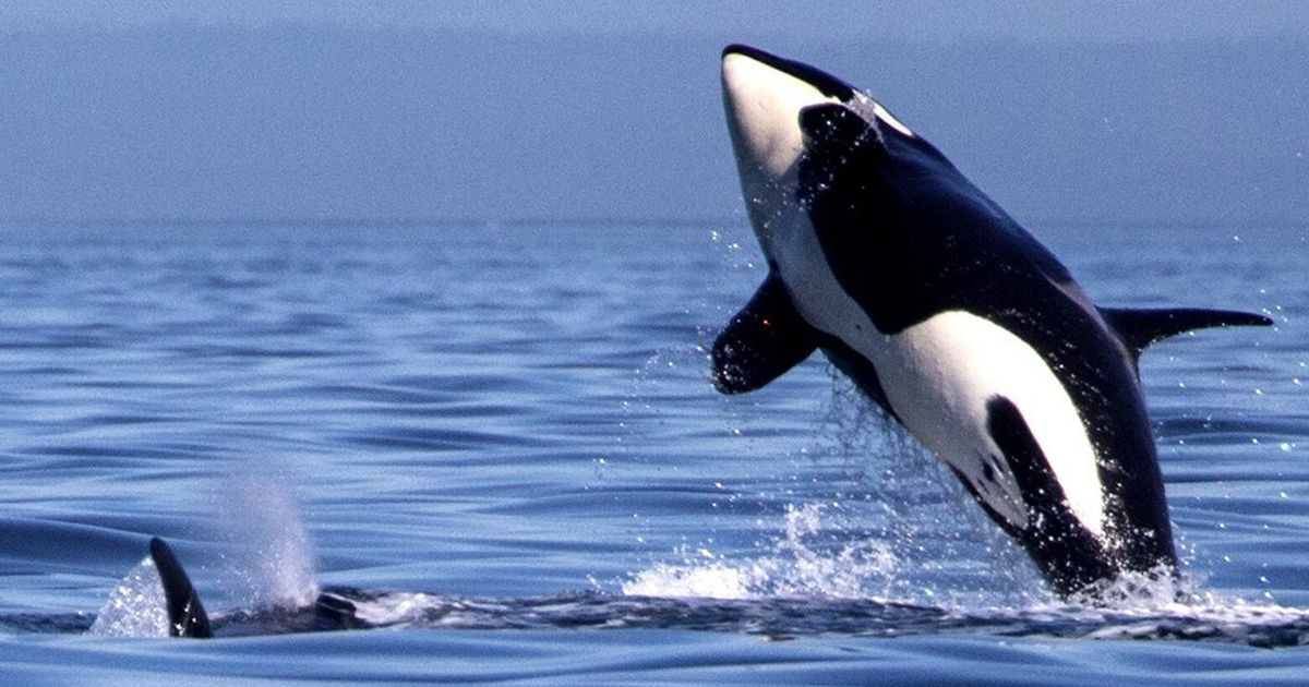 Extinction risk to southern resident orcas accelerating as researchers raise alarm