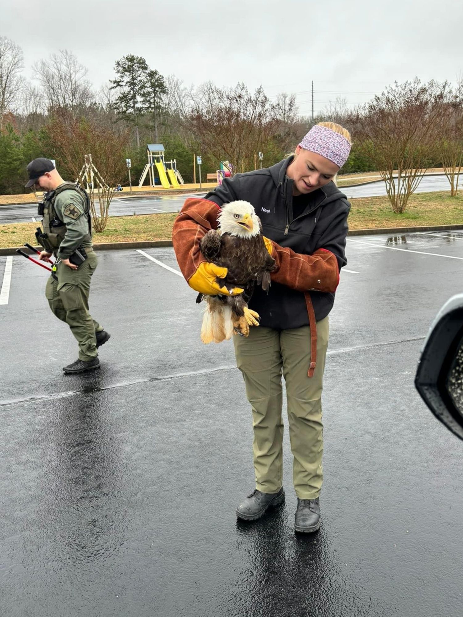 Bald eagle found alive and plastered to car grille after collision