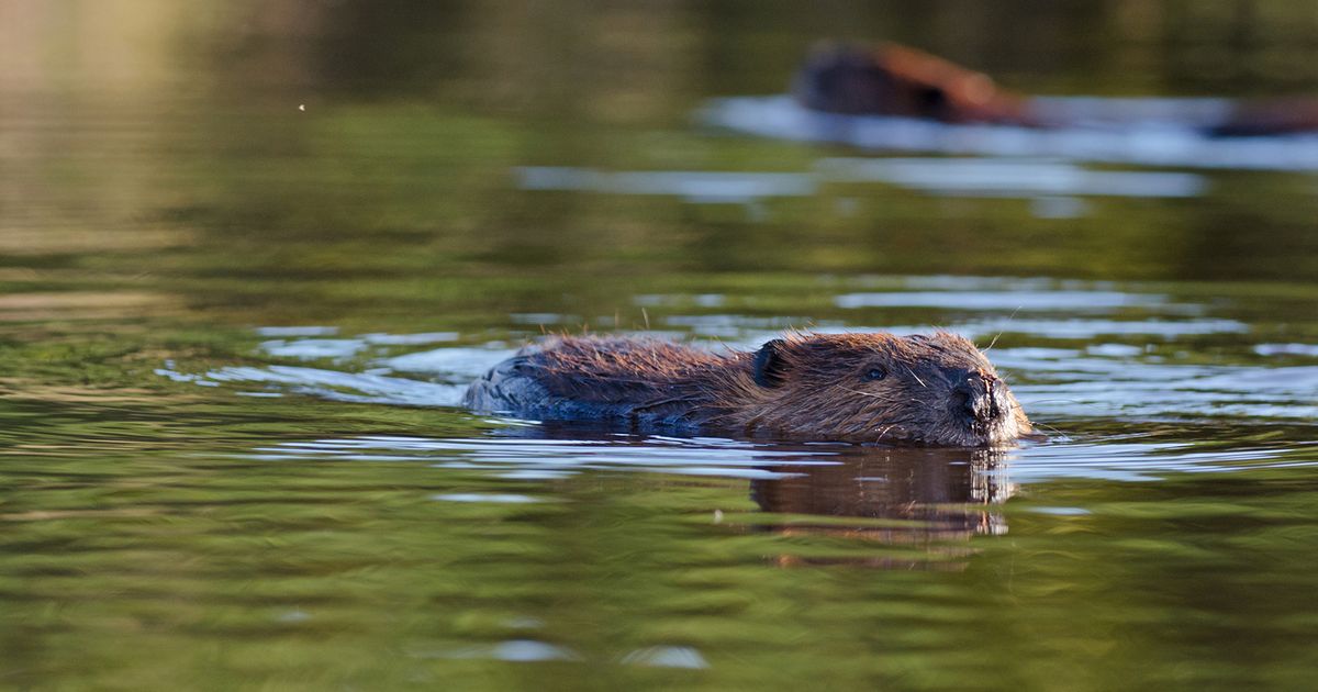 Yes, beavers can help stop wildfires. And more places in California are embracing them