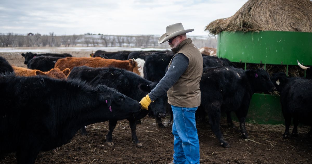 Why one of Colorado’s senators wants to know what makes cattle burp