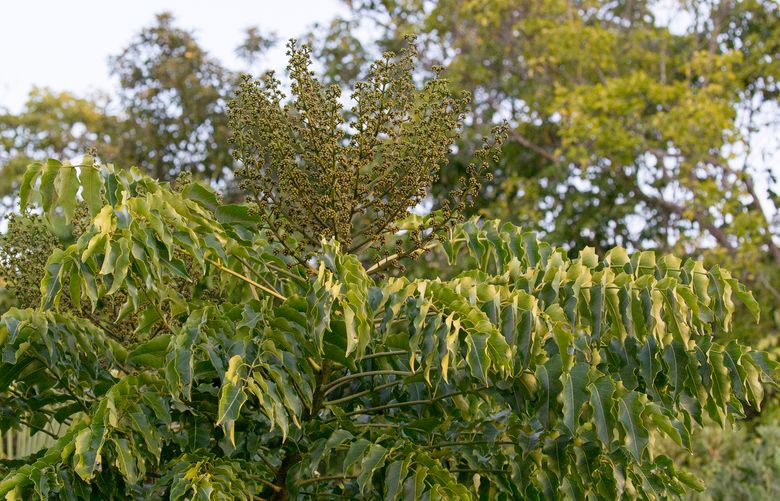 The tree of heaven (Ailanthus altissima) is invasive in the U.S. Its roots produce a compound that kills any other nearby plants nearby.