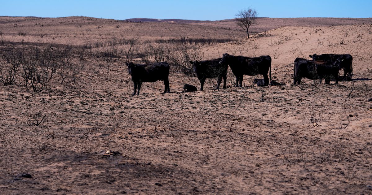 Texas Panhandle ranchers face losses and grim task of removing dead ...