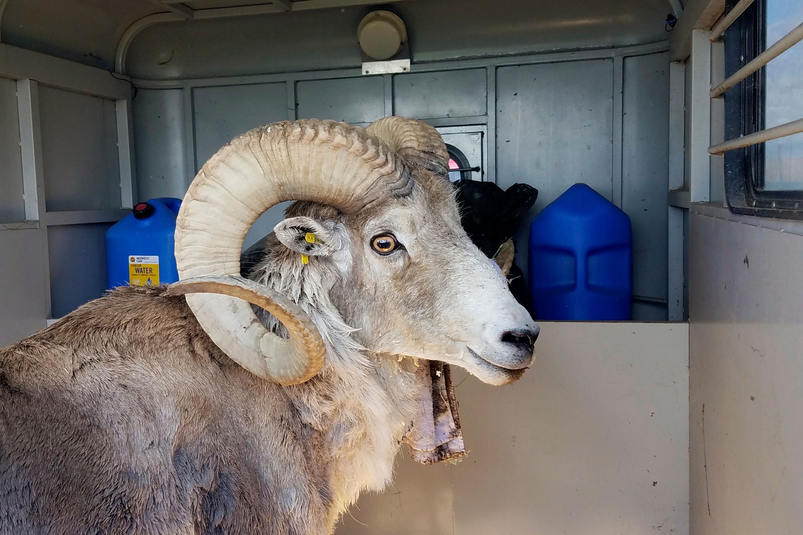Montana man used animal tissue and testicles to breed 'giant