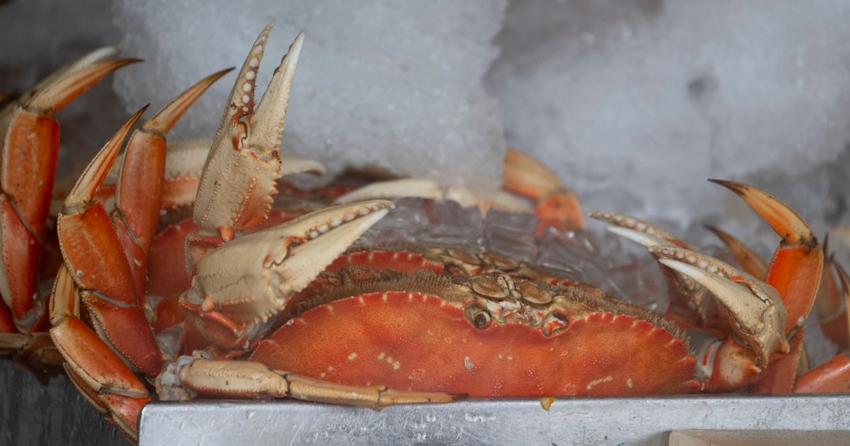 California’s commercial Dungeness crab season will end April 8 to