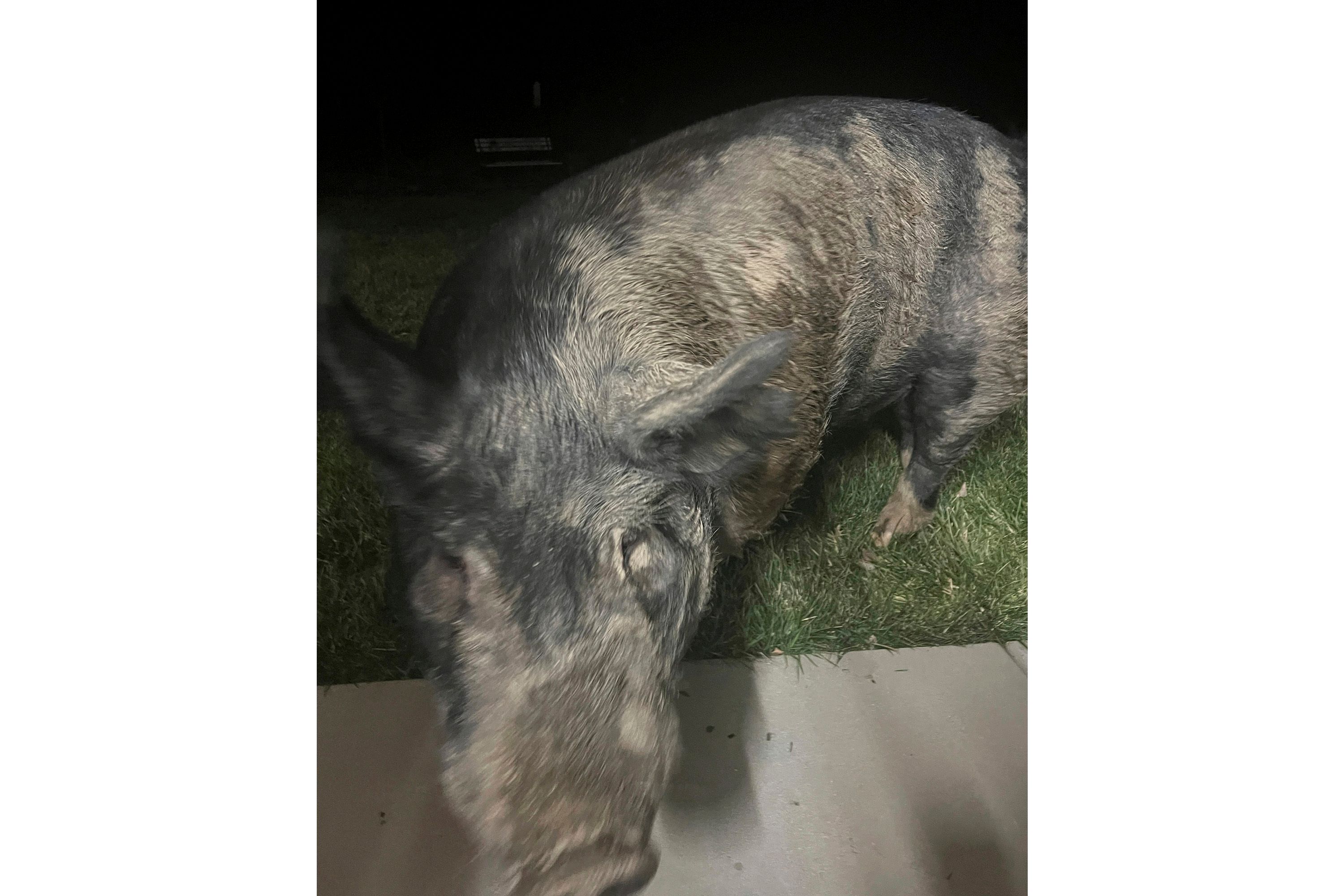 Wayward 450-pound pig named Kevin Bacon hams it up for home