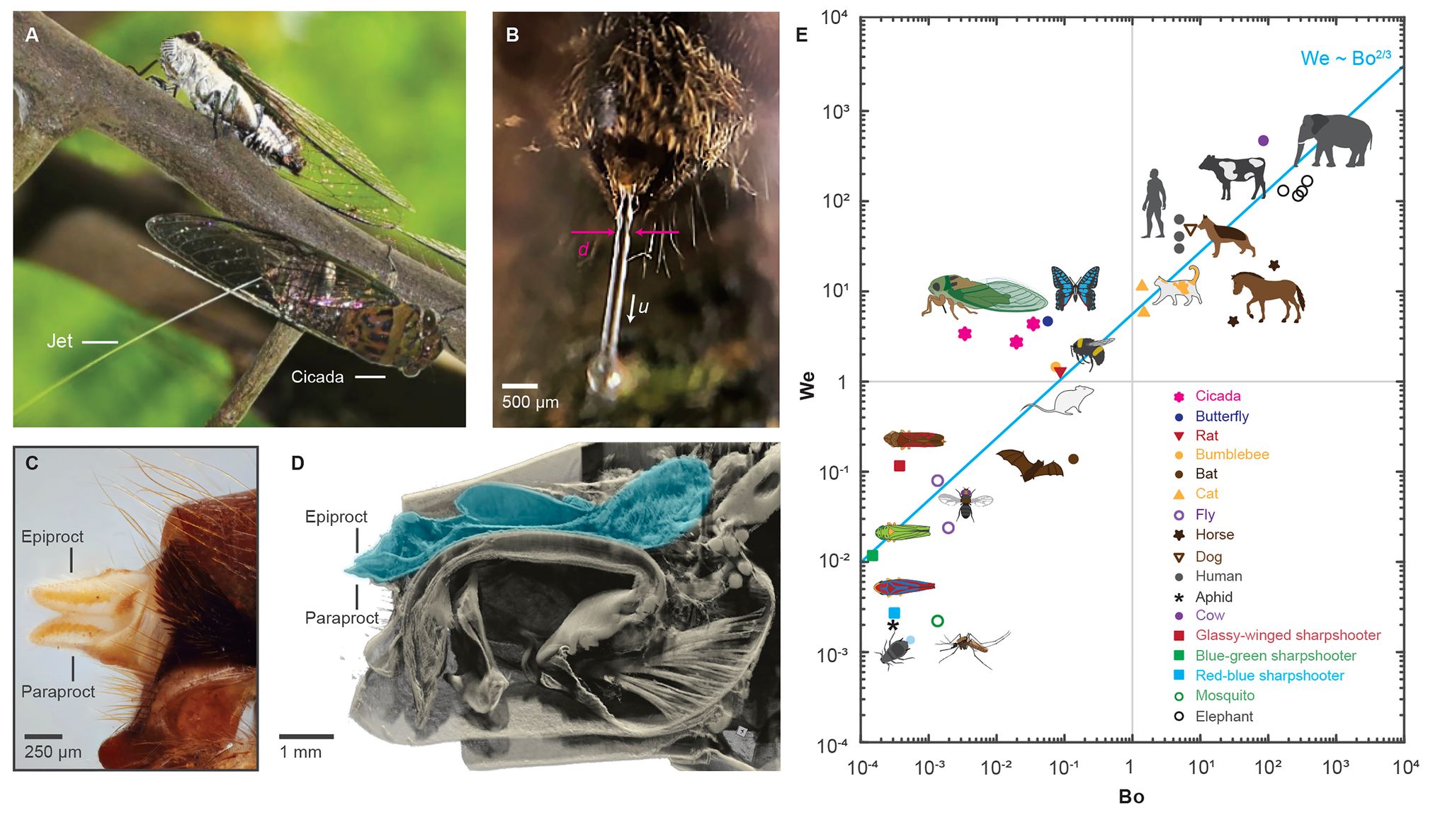 When Cicadas Emerge, Things Might Get a Little Wet | The Seattle Times