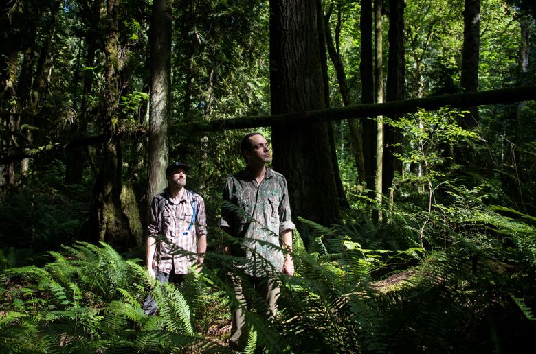WA timber sale blocked as judge orders climate change study