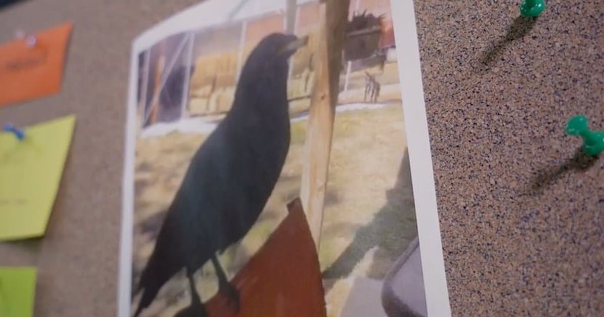 A talking crow befriended an Oregon elementary, went viral, then went missing