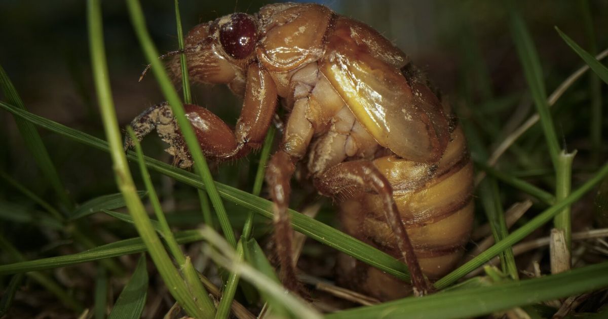 Cicadas are nature’s weirdos. They pee stronger than us and an STD can ...